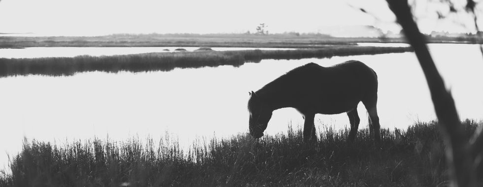 wild ponies of assateague horses
