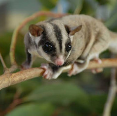 Squirrel Glider