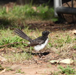 Willy Wagtail