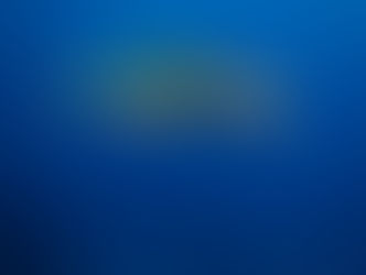 Marine Life You’ll See on a West Bay Wall Dive - Grand Cayman