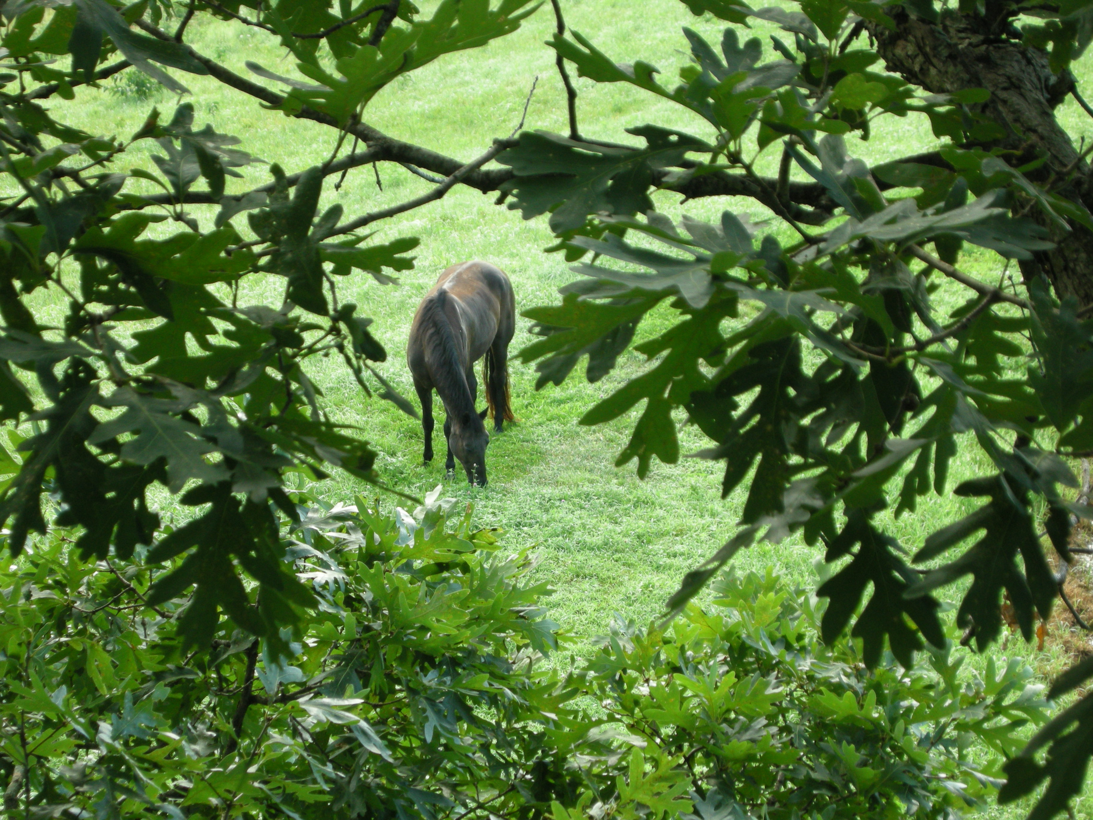 Horse Retirement Farm Selby Farm Horse Retirement