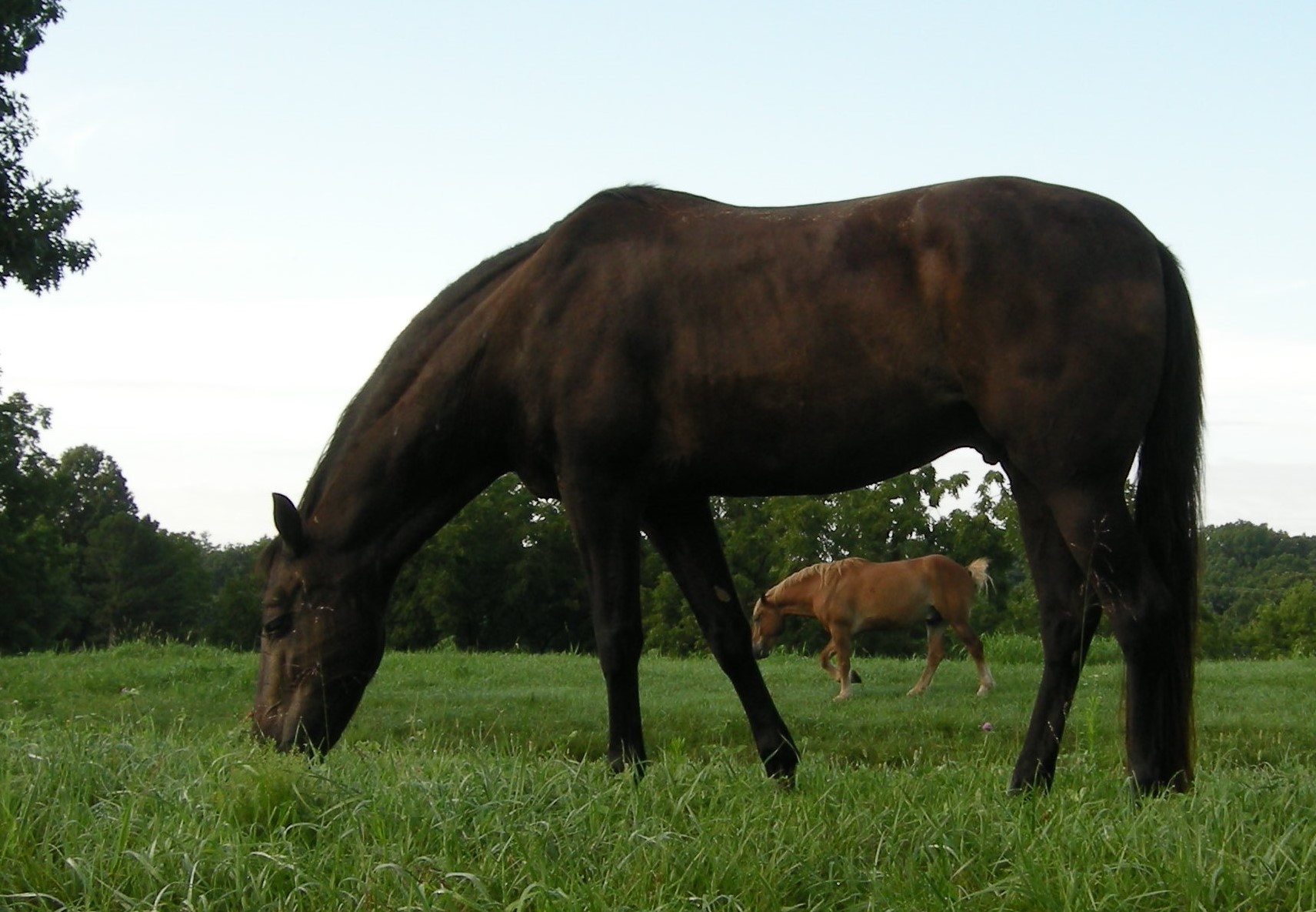 Horse Retirement Farm Selby Farm Horse Retirement