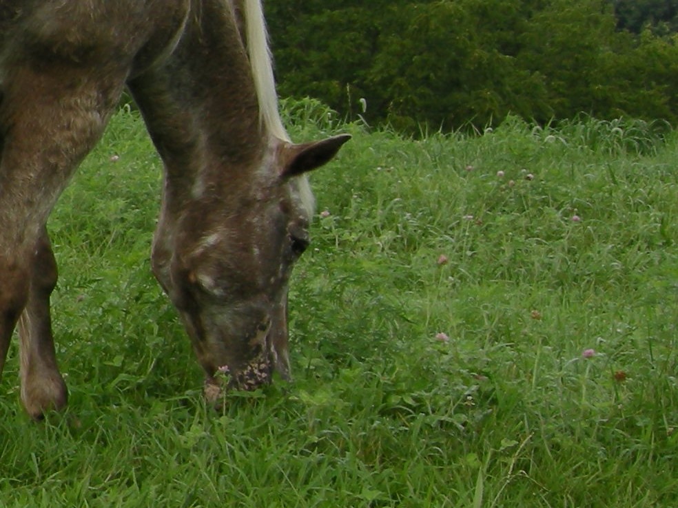Horse Retirement Farm Selby Farm Horse Retirement