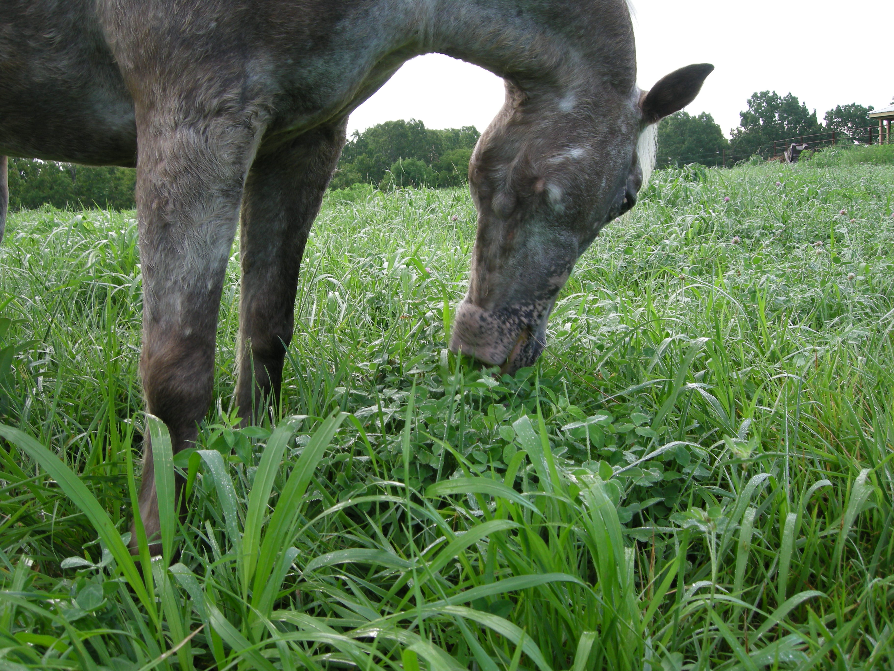 Horse Retirement Farm Selby Farm Horse Retirement