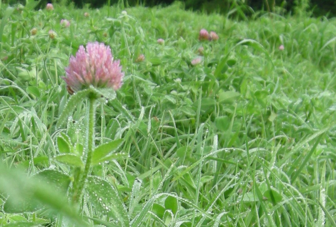 Selby Farm Horse Retirement