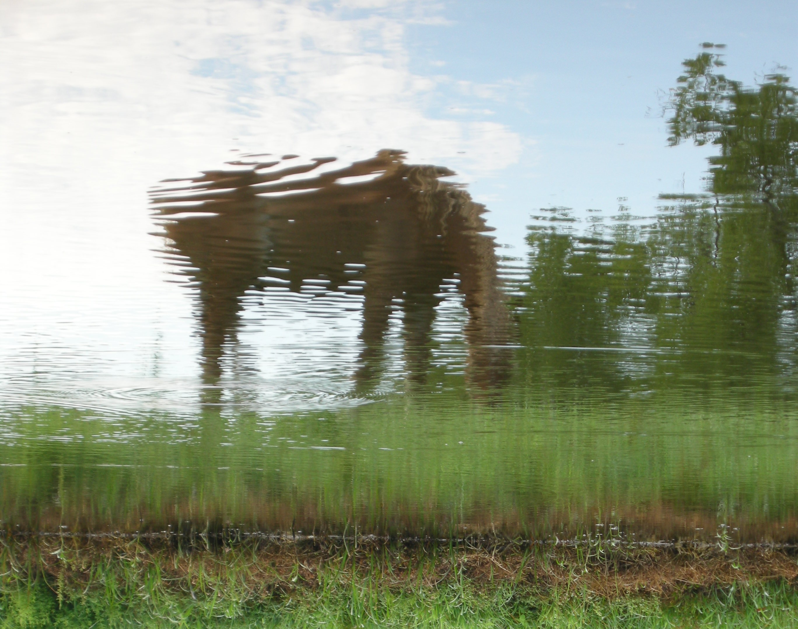 Horse Retirement Farm Selby Farm Horse Retirement