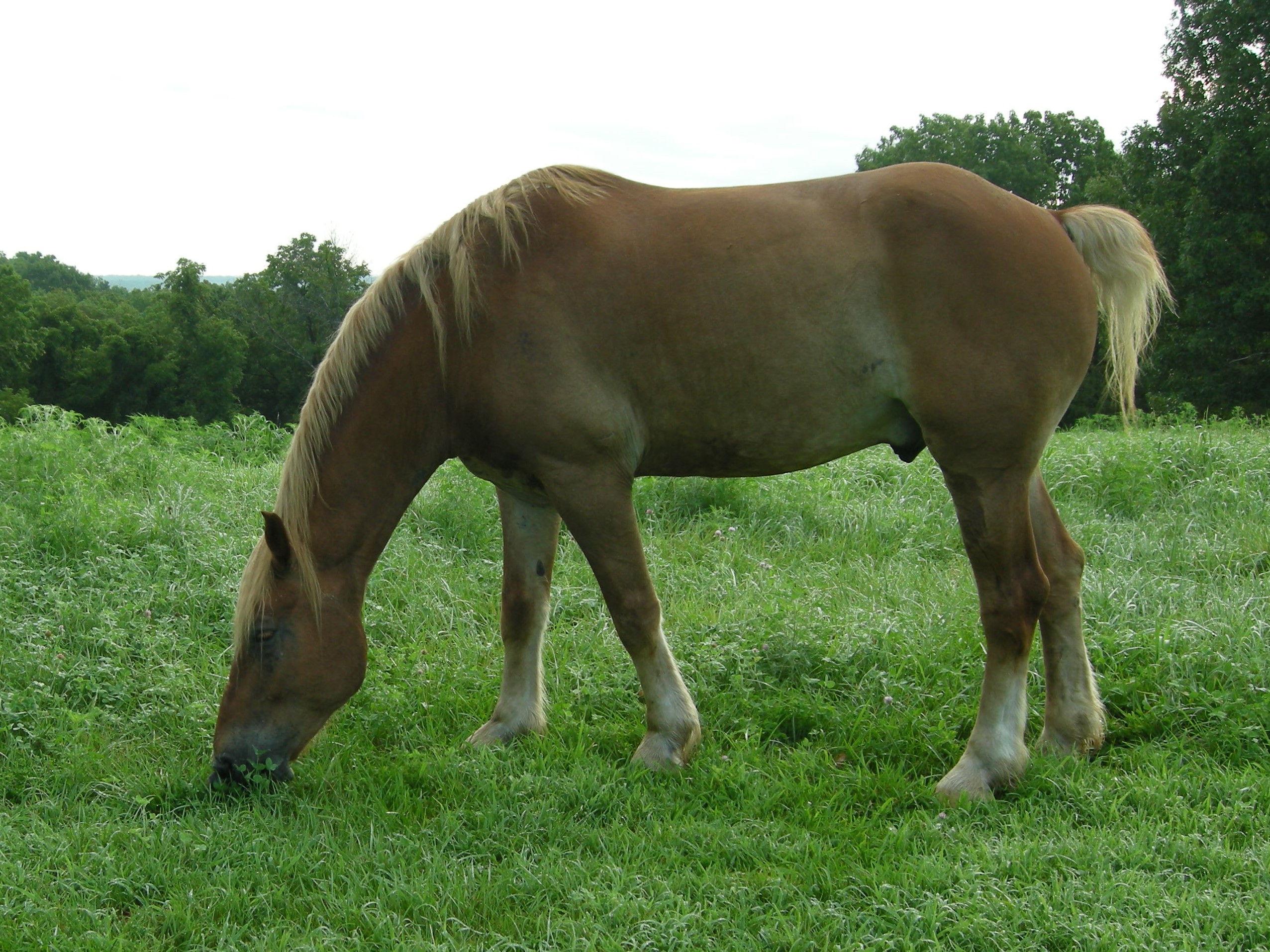 Horse Retirement Farm Selby Farm Horse Retirement