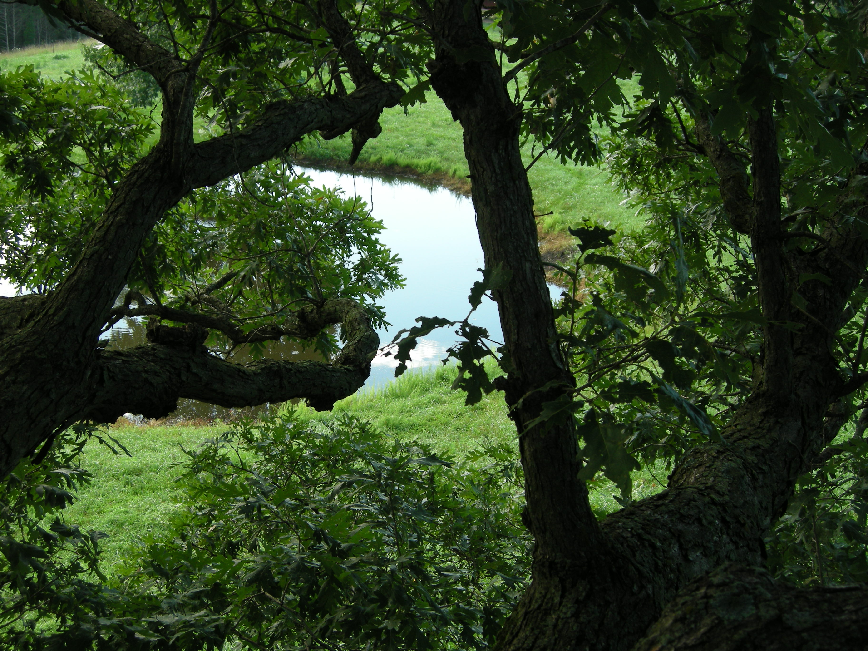 Horse Retirement Farm Selby Farm Horse Retirement