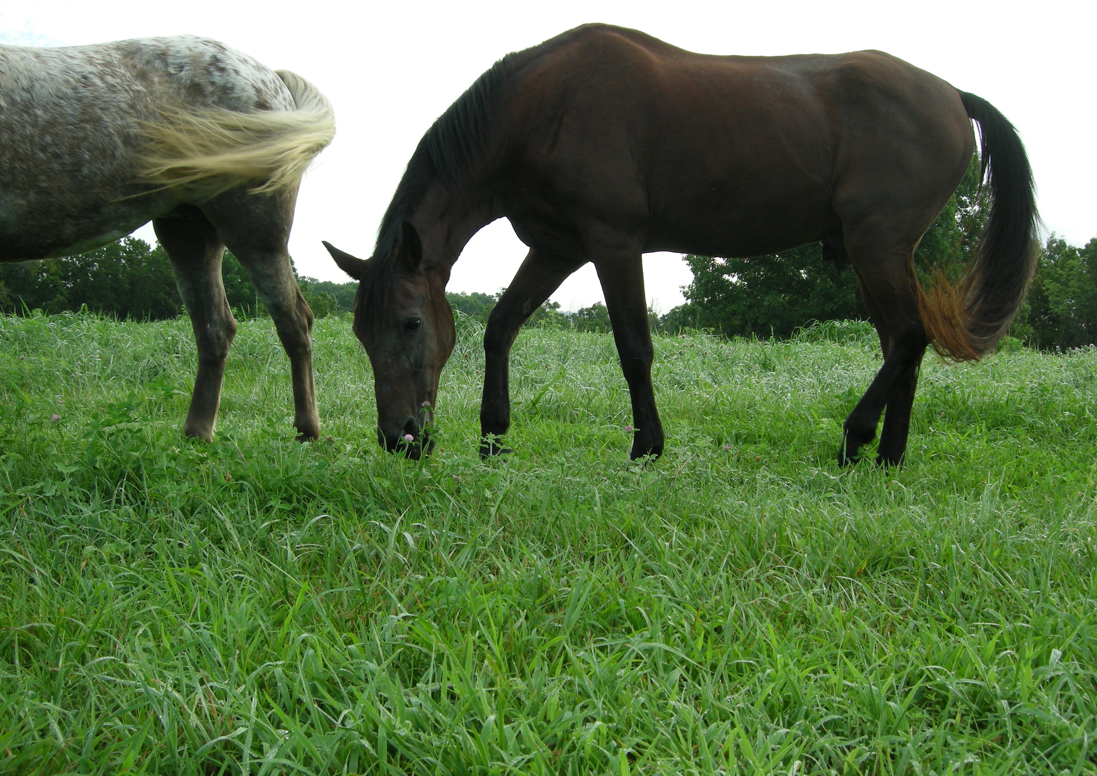 Horse Retirement Farm Selby Farm Horse Retirement