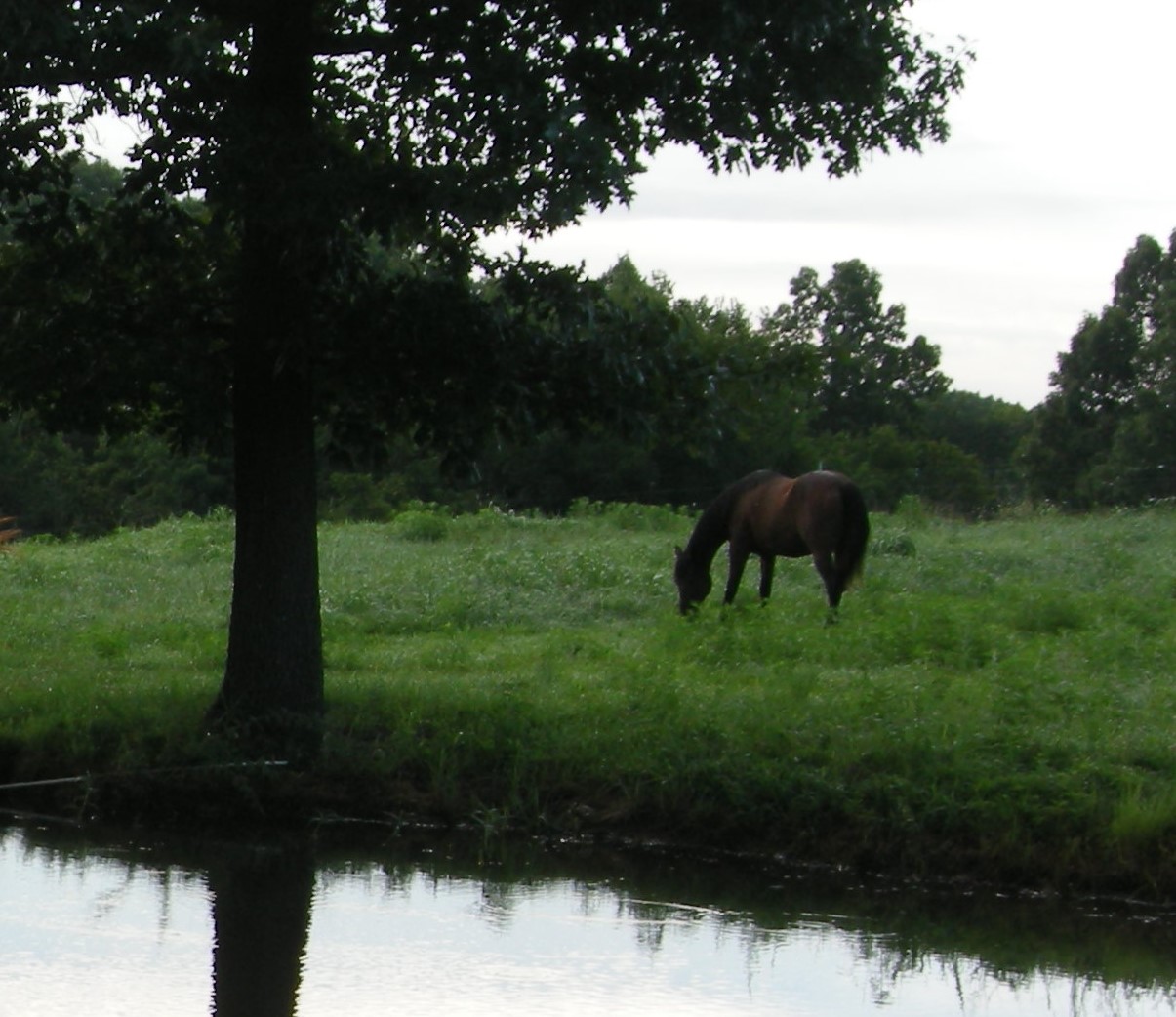 Horse Retirement Farm Selby Farm Horse Retirement