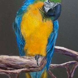 Yellow and blue Parrot on a tree branche. Soft pastel by Jo-Anne
