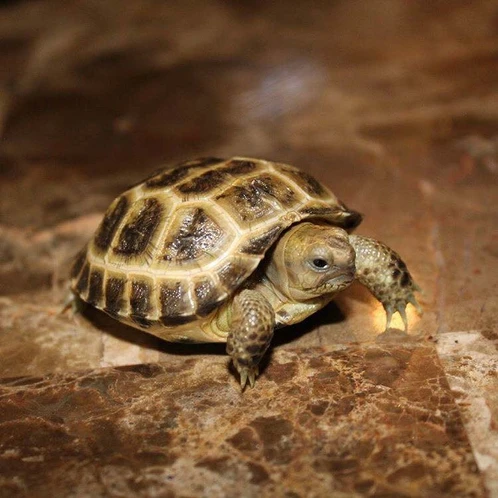 baby russian tortoise