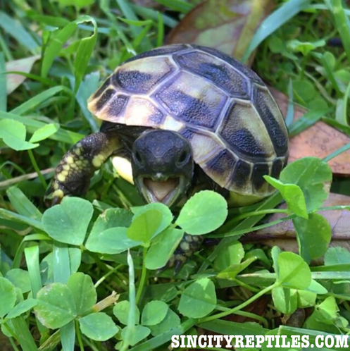 baby eastern hermanns tortoise