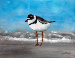 Beach Plover