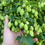Thumbnail: Hedgerow 2025 - Wild Green Hop
