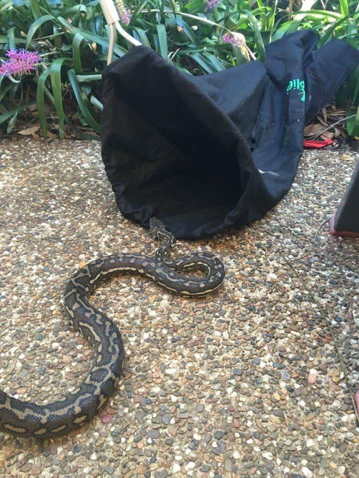 Gold Coast Snake Catcher Services