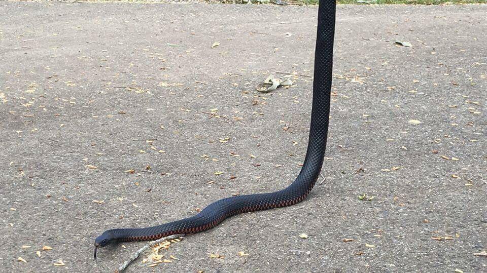 Gold Coast Snake Catcher Services