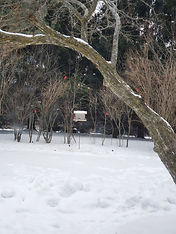 Cardinals in Winter my house.jpg