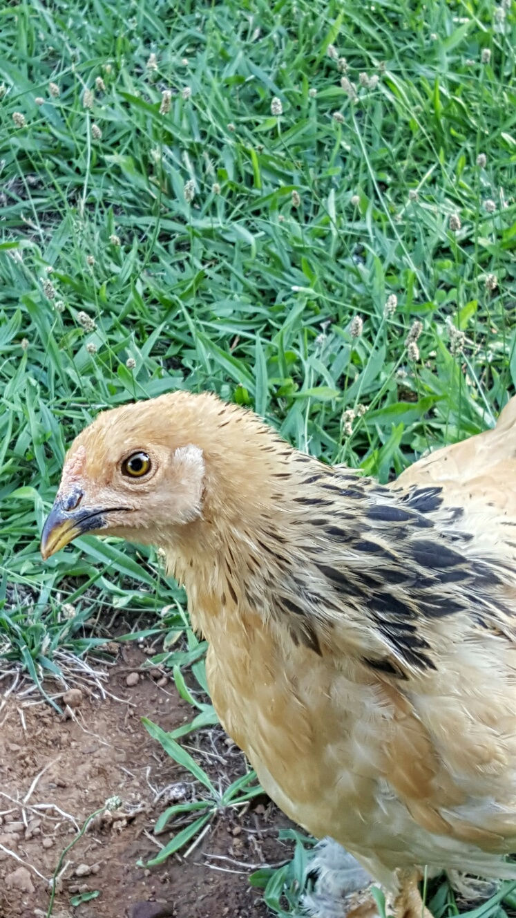Buff Brahma Mama