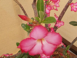 מבנה הנפש בפילוסופיה הסינית