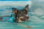 Canine Hydrotherapy treatments Daventry Banbury Towcester Rugby Northampton