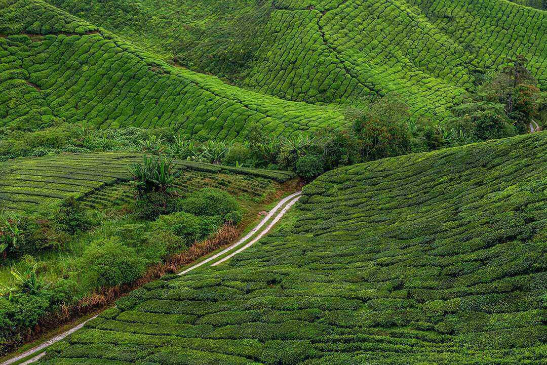 views-of-tea-plantation-in-cameron-highlands-malay-3VNMLV9.jpg