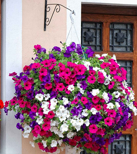 petunia-GettyImages-124108215.jpg