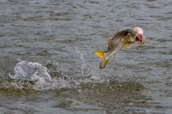 Snook Fishing