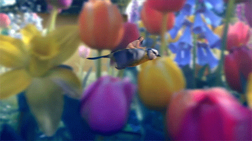 fly.gif