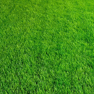 Lawn Treatments