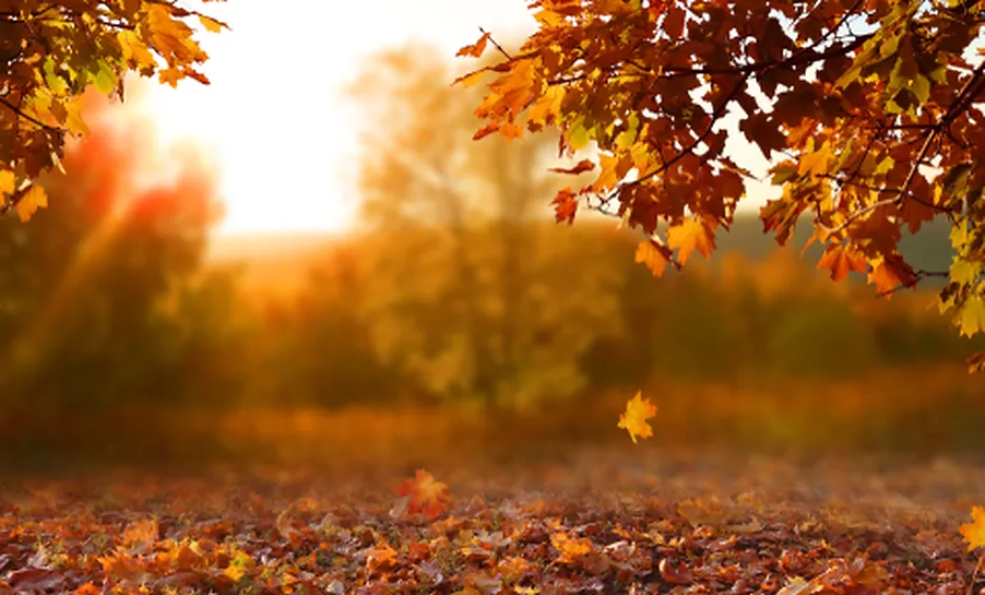 arce-el-arbol-de-las_11_0_478_297.webp