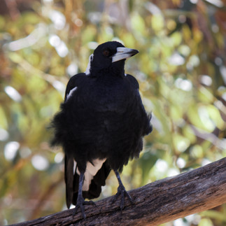 A close up of an Australian Magpie, a bird that has a black and white color pattern.