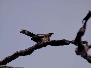 Discovering Australia’s Unique Birds: My First Wildlife Encounters