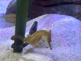 Visiting Sydney's Wildlife