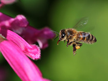 'Bee in flight ' by Malcolm Moorehead - Commended