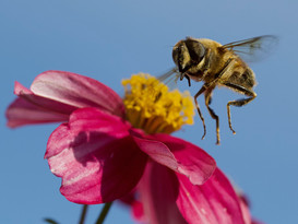 'Hovering Hoverfly' by Malcolm Moorehead