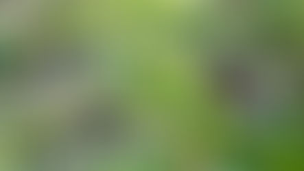 Erdmandelgras - Bekämpfung, Ausnahme von den Konditionalitäten (Sperrzeiträume für Brachen): 