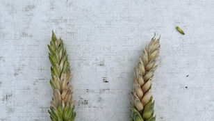 Abschlussmaßnahme in Weizen und Triticale