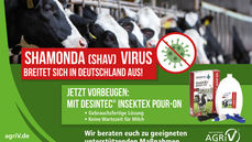 SHAMONDA-VIRUS - Jetzt vorbeugen!