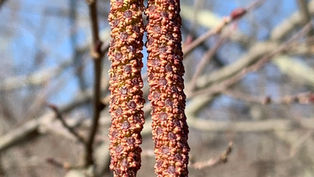 Alder Bush + Hive Registration Drive