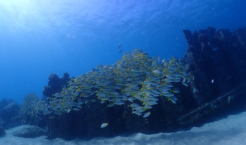 COCOSTYLE_NishiOahu1.jpg