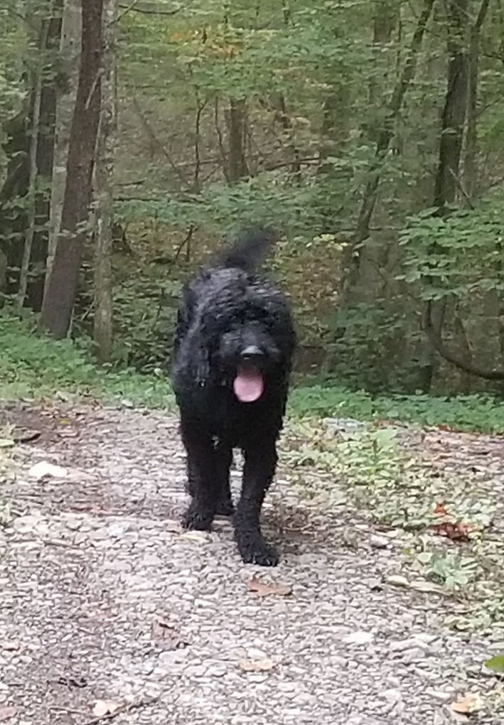 Llilly in forest comp_edited.jpg