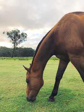 Marin_Grazing.jpeg