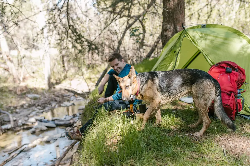 camping dog with owner near creek