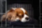 sleeping dog in open crate