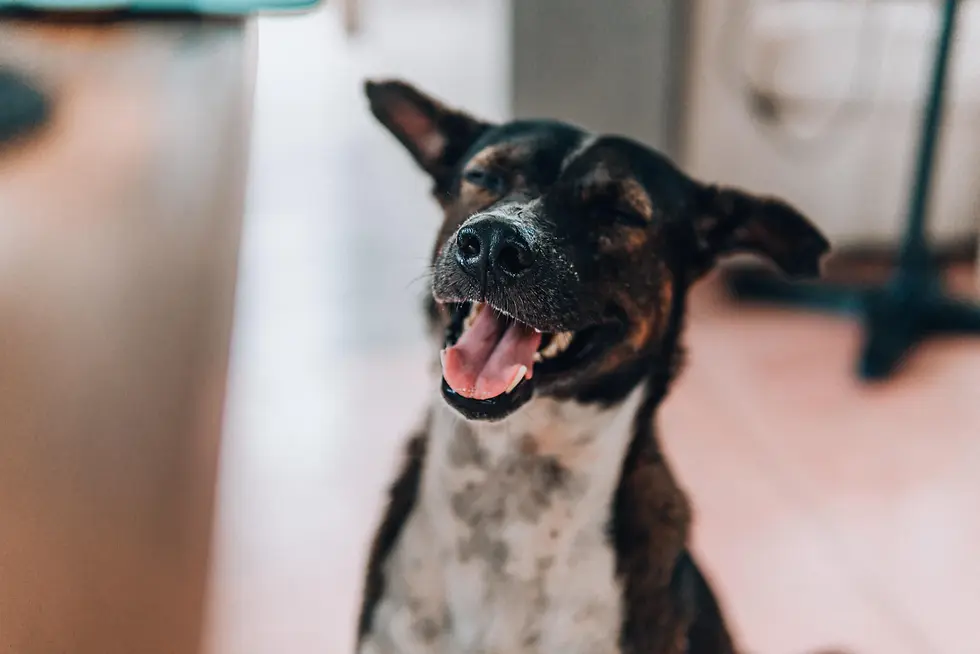 smiley dog with pointy ears