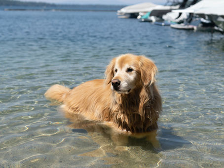 Can All Dogs Swim?