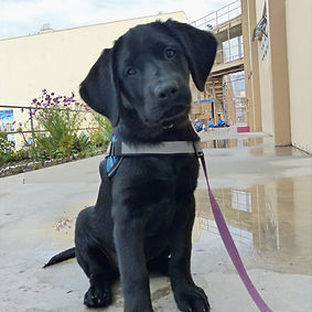 54821432125_b3eba9b1c4_o (2)_edited.jpg