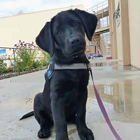 54821432125_b3eba9b1c4_o (2)_edited.jpg