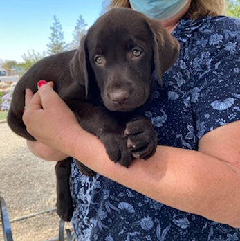 puppy parent volunteer